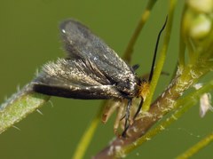 Cauchas rufifrontella