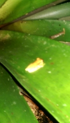 Dendropsophus rhodopeplus