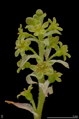 Kalninis serbentas nuotrauka