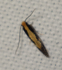 Monopis obviella