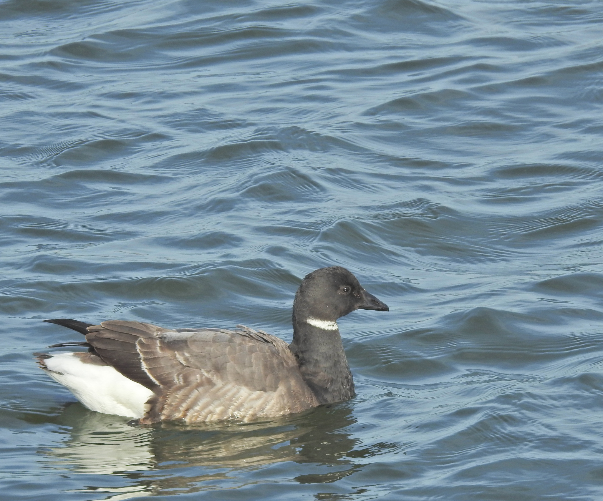 Brant Goose
