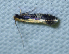 Monopis obviella