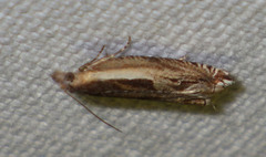 Ancylis apicella