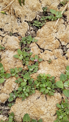 Pitseed goosefoot (Chenopodium berlandieri)