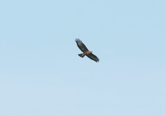Buteo buteo