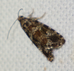 Pseudohermenias abietana