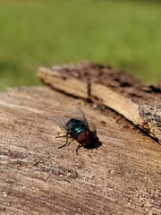 Chrysomya megacephala