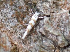 Phyllonorycter kuhlweiniella