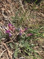Astragalus shortianus