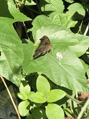 Polygonia interrogationis
