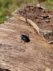 Chrysomya megacephala