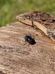 Chrysomya megacephala