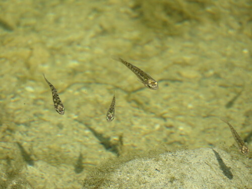 Agassiz killivis (Orestias agassizii) — Cyprinodontidae — 4