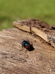 Chrysomya megacephala