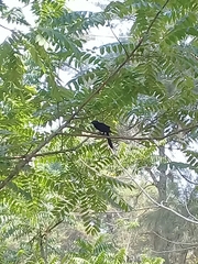 Juglans mexicana