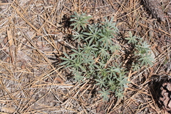 Lupinus formosus