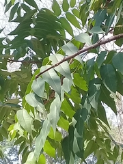 Juglans mexicana
