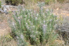 Leucadendron galpinii