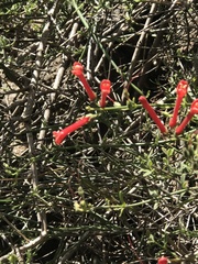 Gambelia juncea