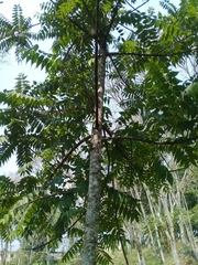Juglans mexicana