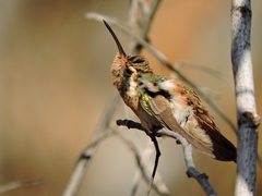 Basilinna xantusii