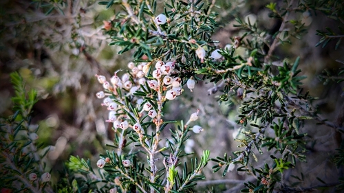 Avistamiento Erica arborea