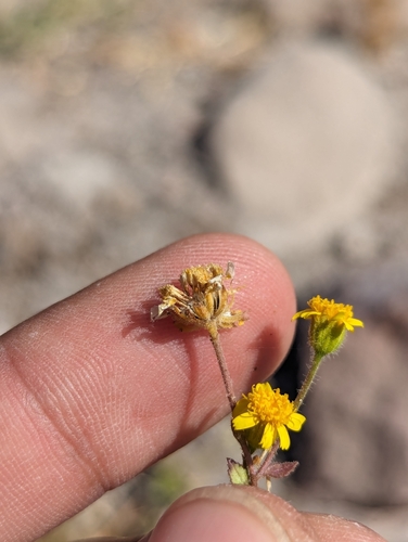 Image of Perityle californica by (c) Abraham Sánchez Romero, some rights reserved (CC BY)