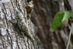 Sceloporus lundelli