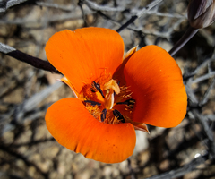 Calochortus kennedyi