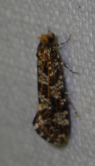 Triaxomera parasitella