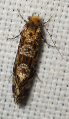 Triaxomera parasitella