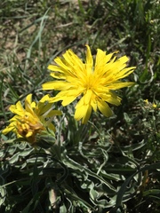 Nothocalais cuspidata