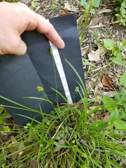 Carex cephalophora