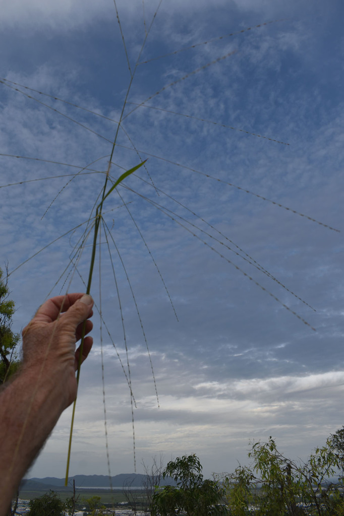 Digitaria nematostachya