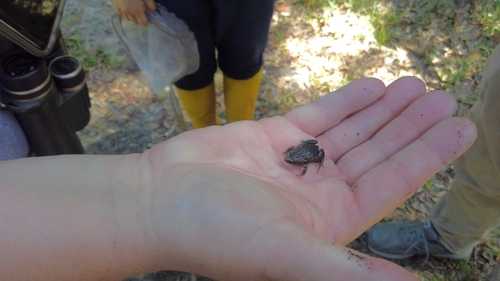 Gastrophryne carolinensis image