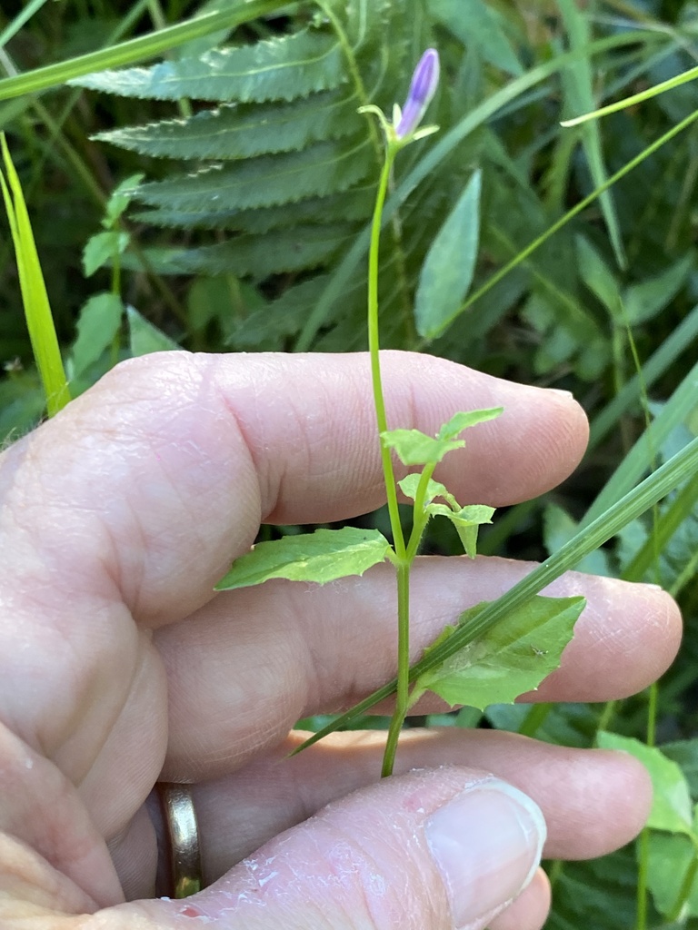 White Root from Warwick - North, AU-QL, AU on April 10, 2024 at 03:28 ...