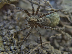 Pardosa hortensis