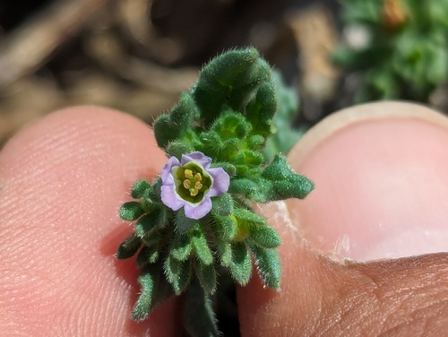 Image of Nama stenocarpa by (c) Abraham Sánchez Romero, some rights reserved (CC BY)