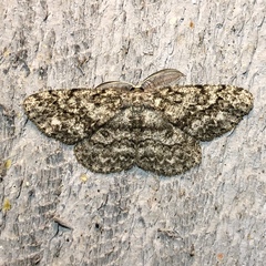 Hypomecis umbrosaria