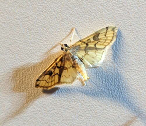 Pectinobotys woytkowskii