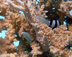 Oxymonacanthus halli