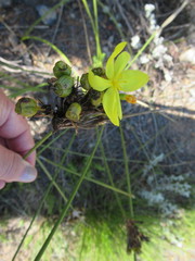 Bobartia longicyma