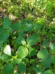 Dicliptera brachiata