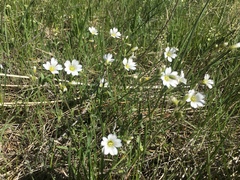 Cerastium arvense strictum