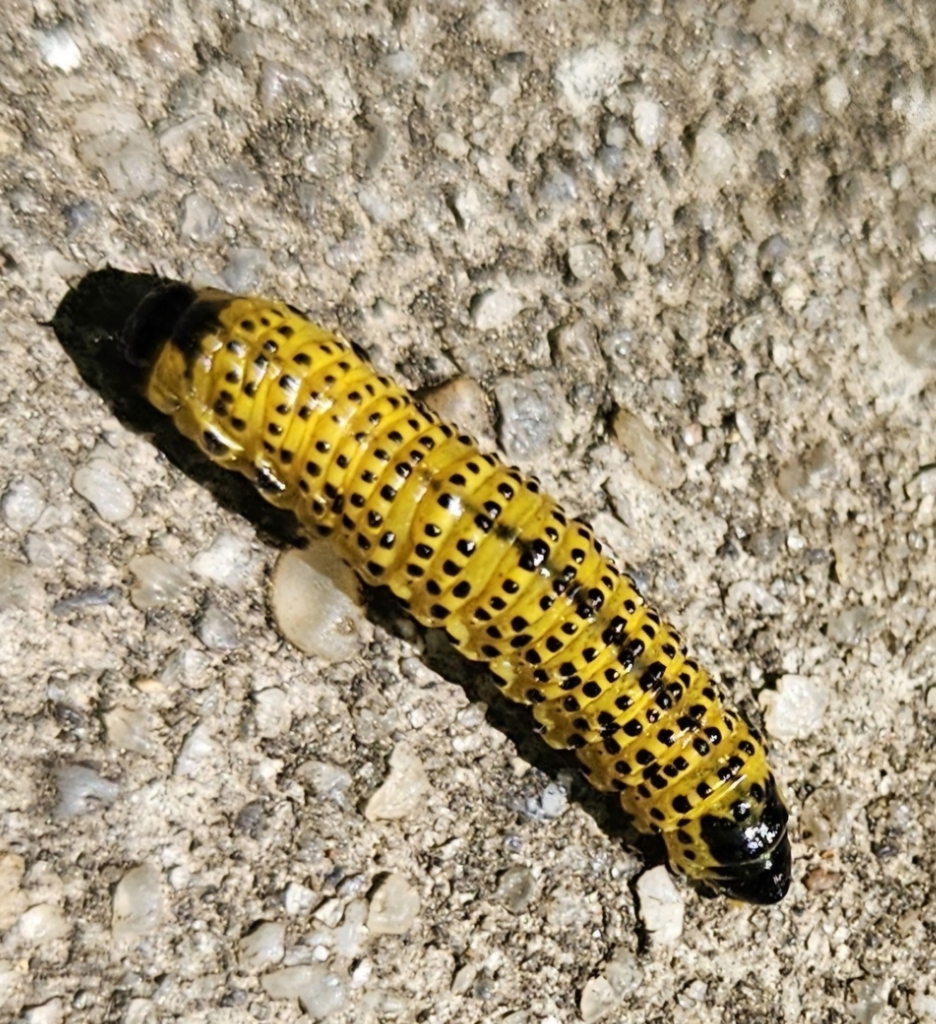 southern-ugly-nest-caterpillar-moth-from-west-columbia-sc-29169-usa