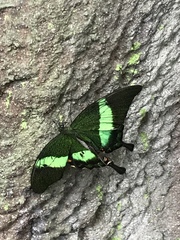 Papilio palinurus