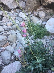 Penstemon bicolor