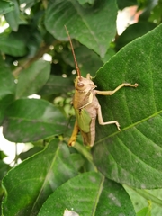 Coryacris angustipennis