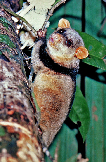 Black-shouldered Opossums