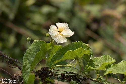 Momordica foetida